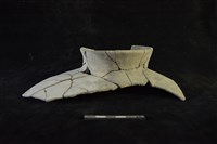 藏品(陶罐)的圖片